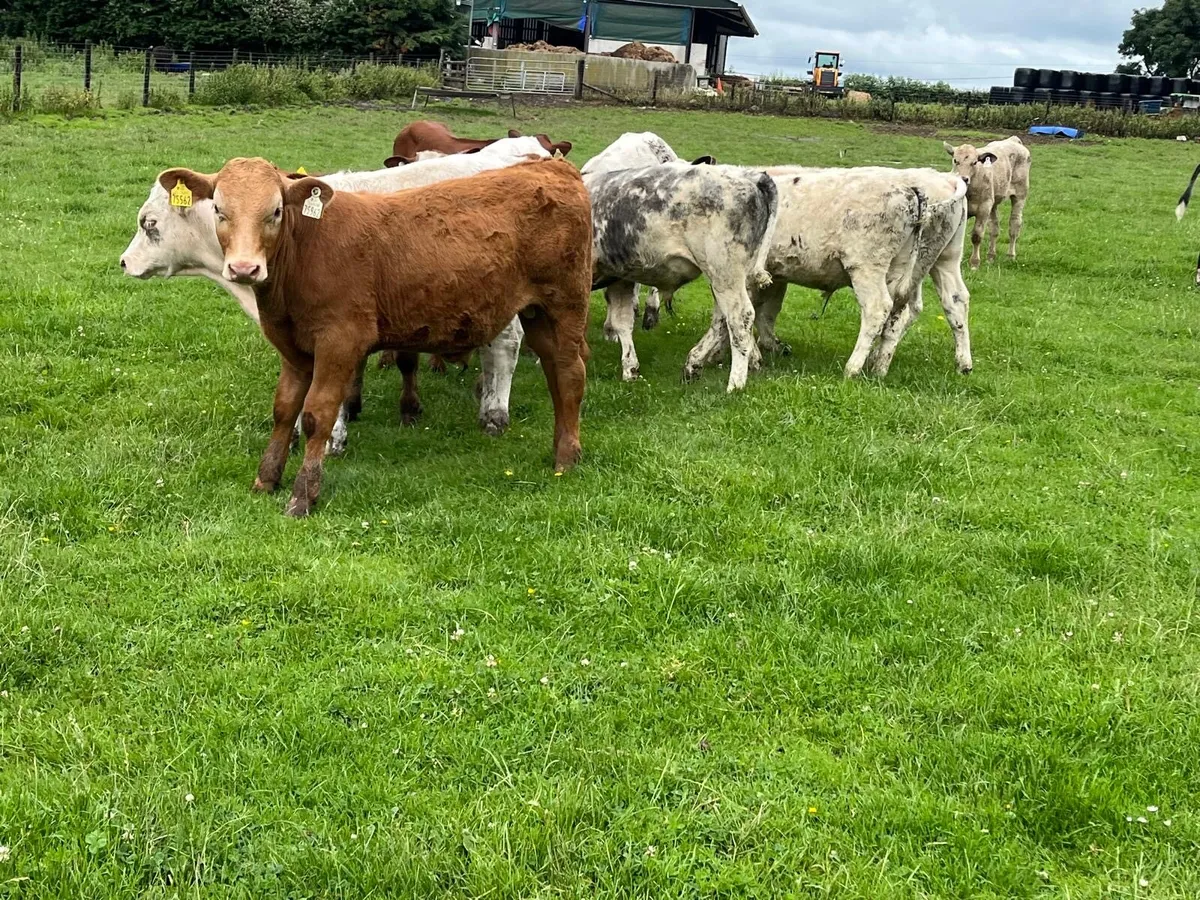 14 super continental bull weanlings - Image 3