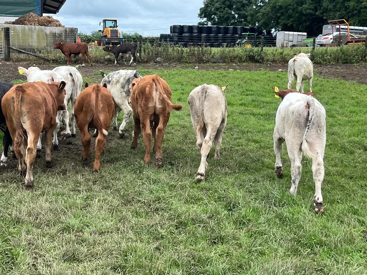 14 super continental bull weanlings - Image 4