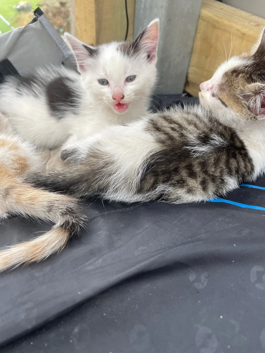Kittens - Image 4