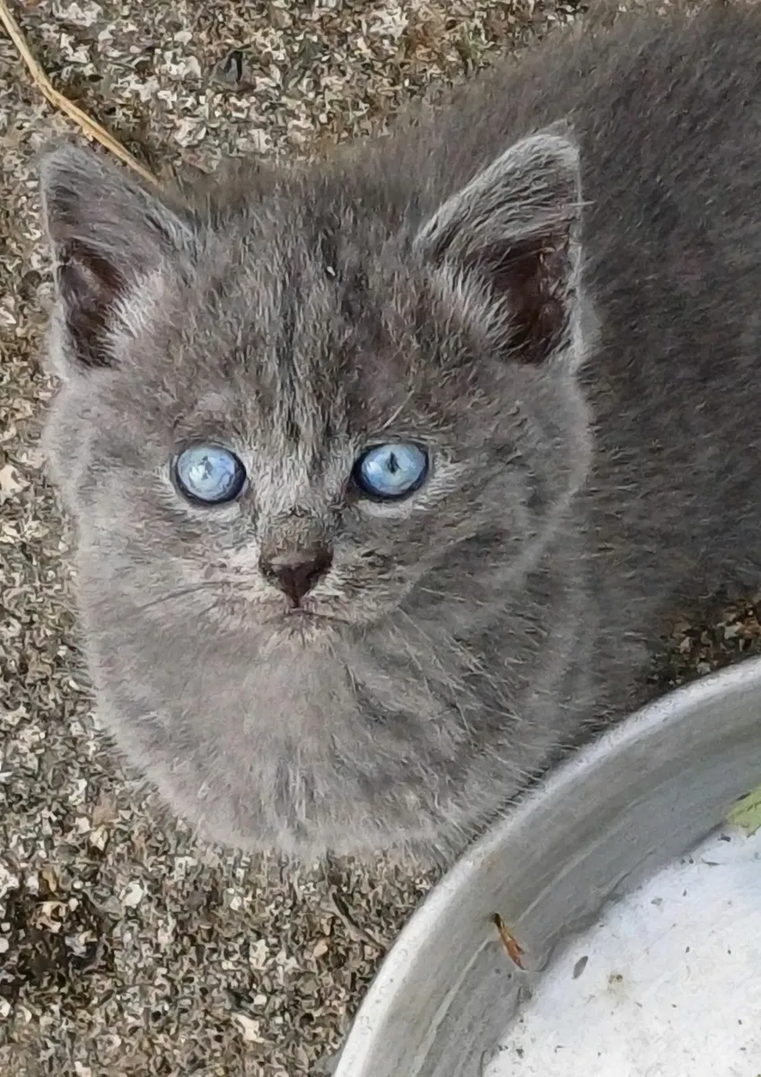 Beautiful Blue x Kittens - Image 1