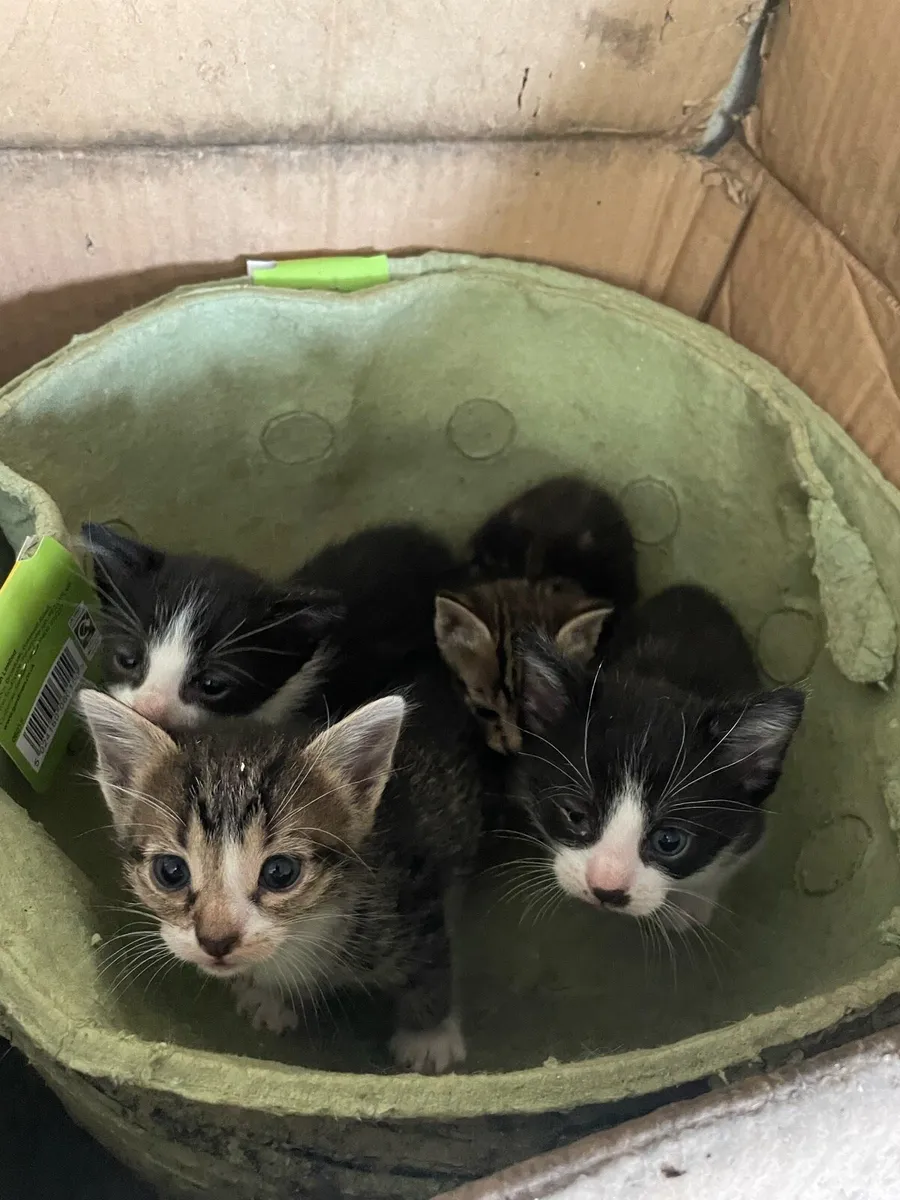 Kittens - Image 1