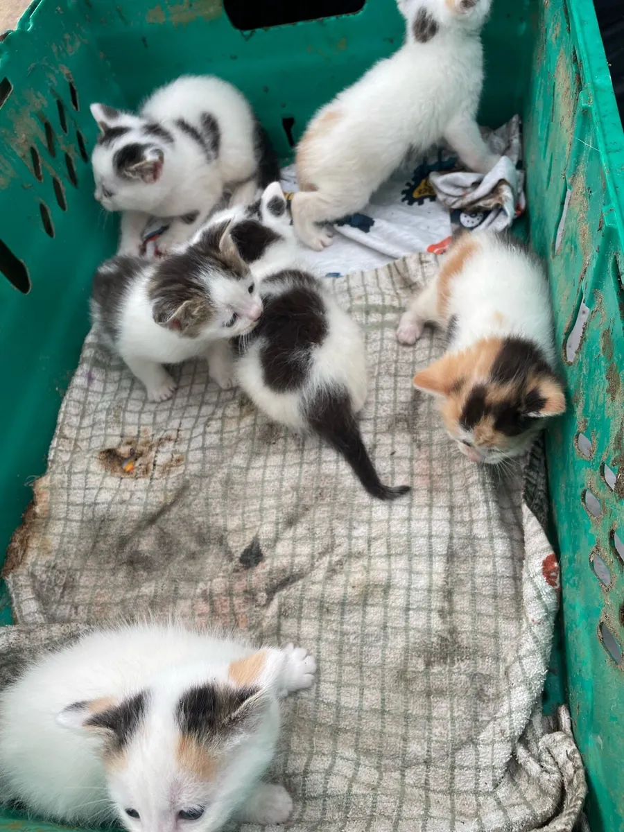 Kittens - Image 2