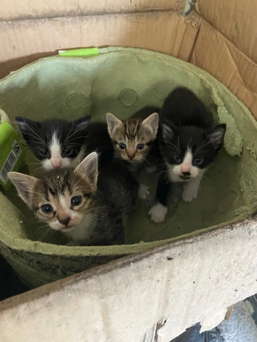 Kittens - Image 3