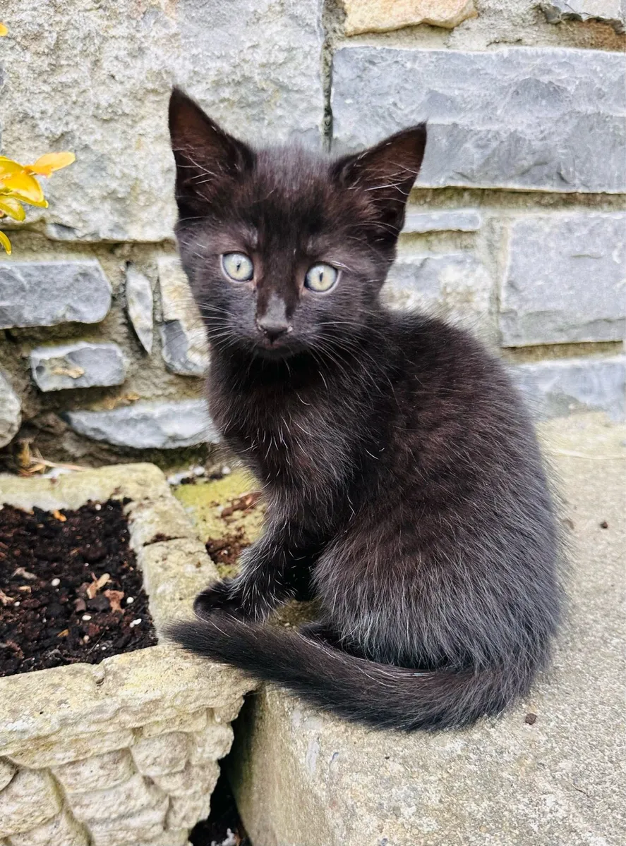 Two beautiful black kittens - Image 2