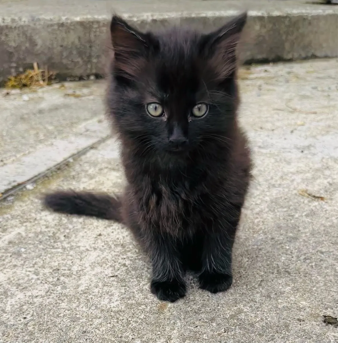 Two beautiful black kittens - Image 3