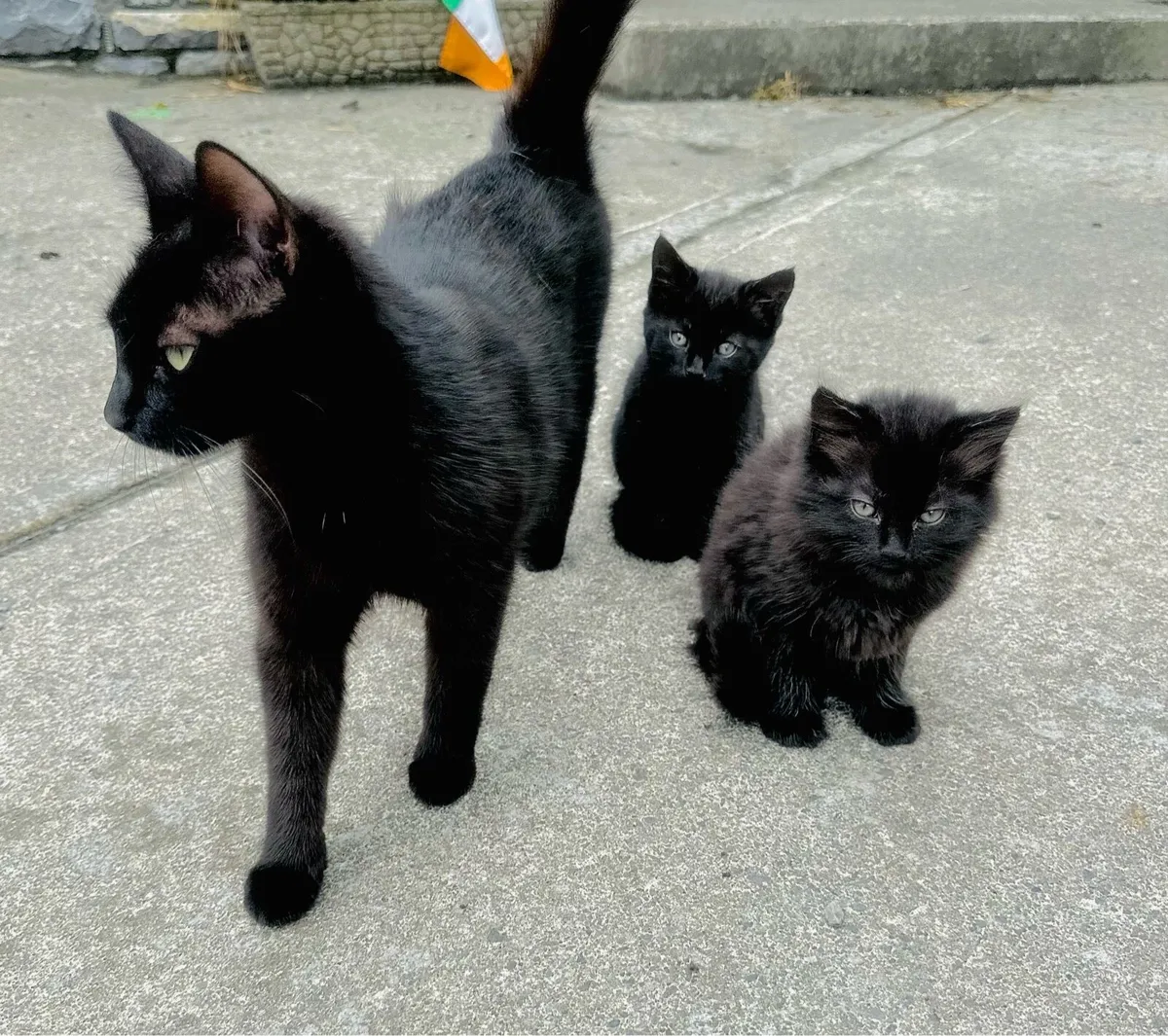 Two beautiful black kittens - Image 1