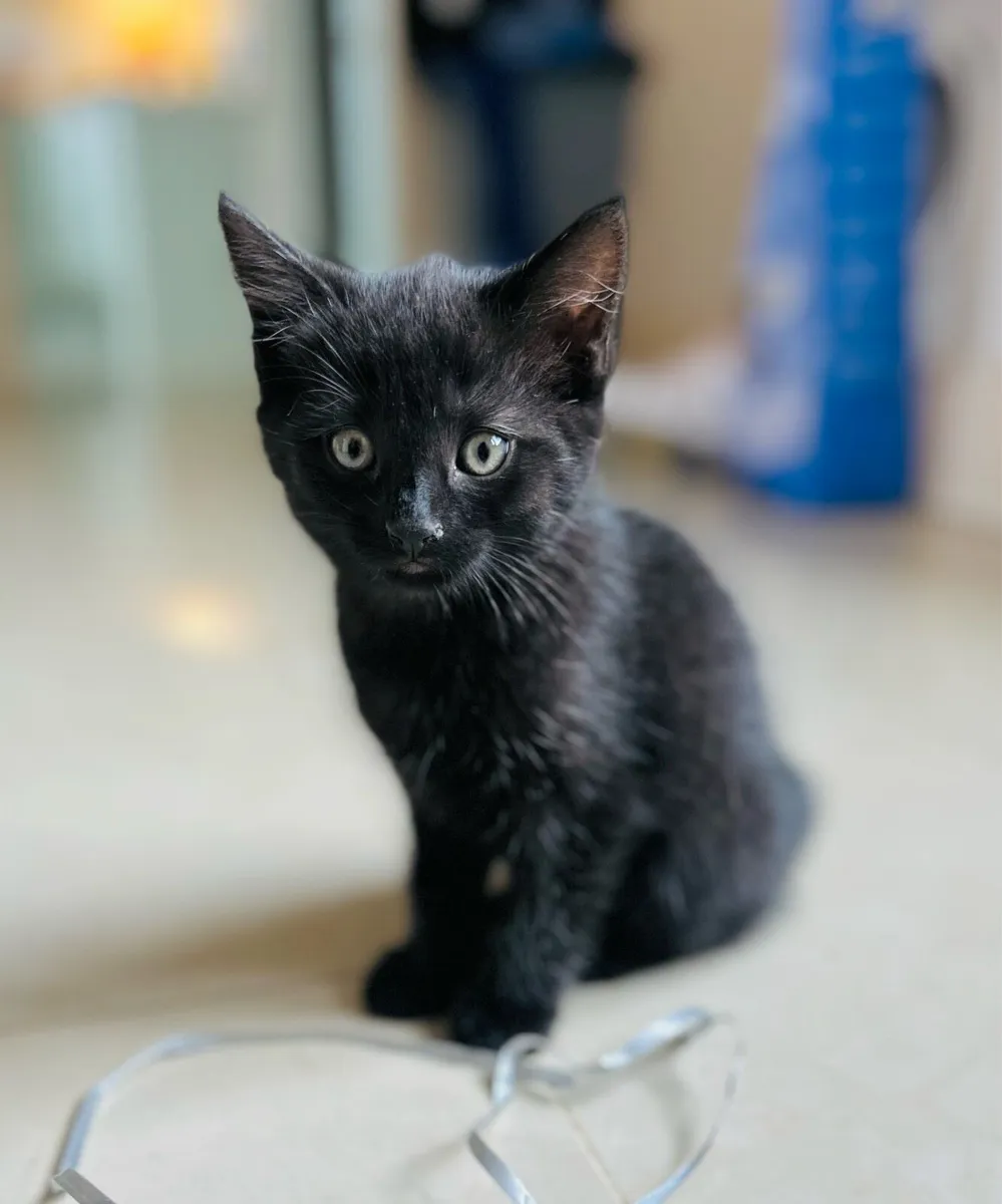 Two beautiful black kittens - Image 4