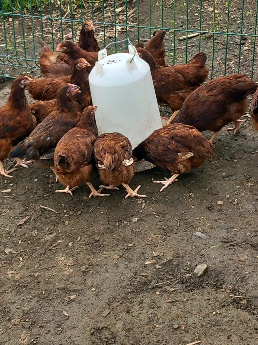 Purebred rhode Island Red pullets - Image 1