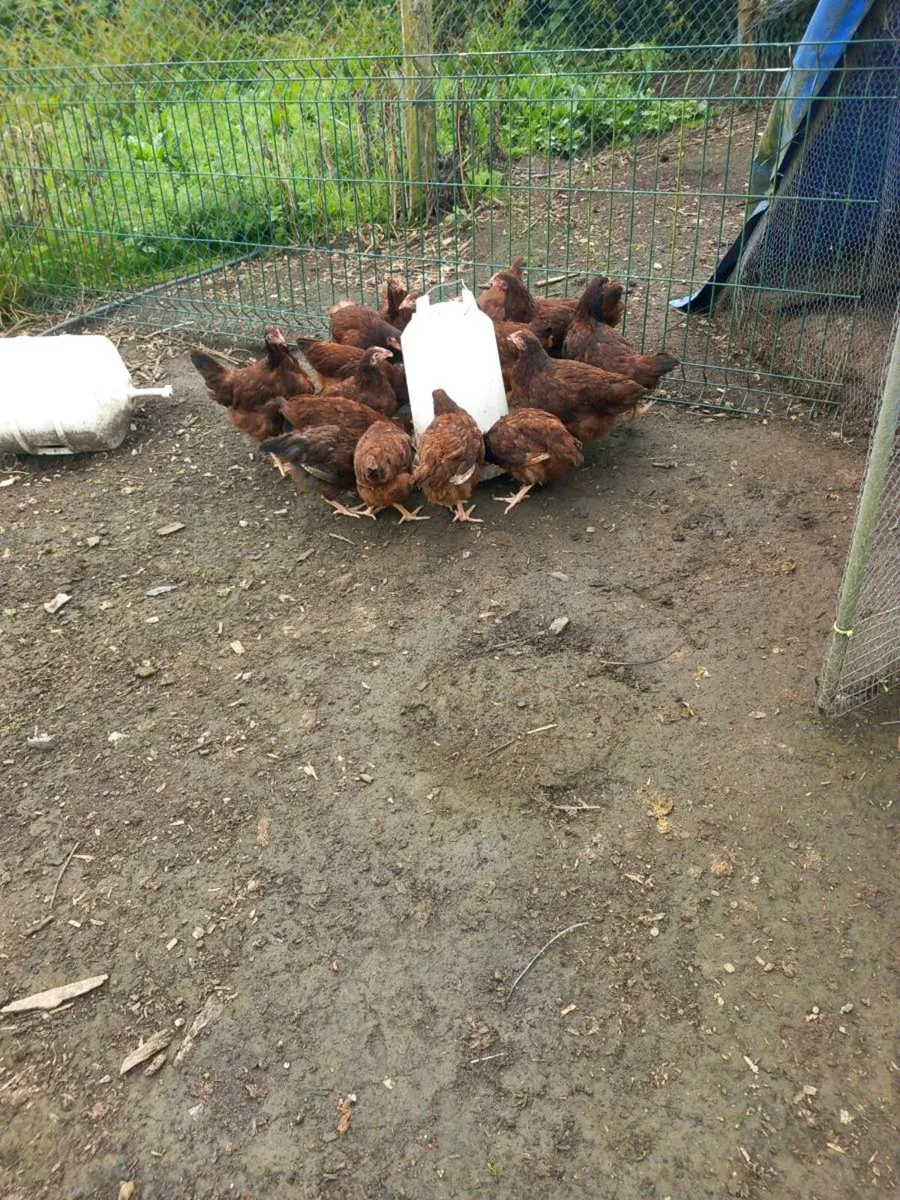 Purebred rhode Island Red pullets - Image 2