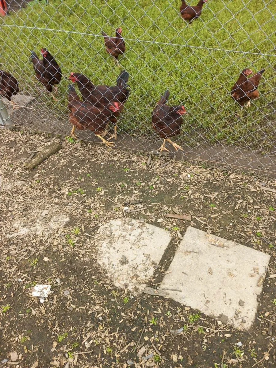 Purebred rhode Island Red pullets - Image 3