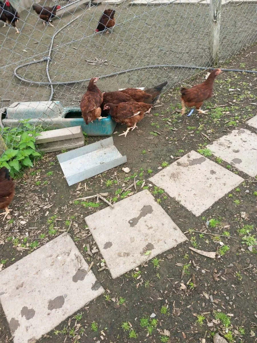 Purebred rhode Island Red pullets - Image 4