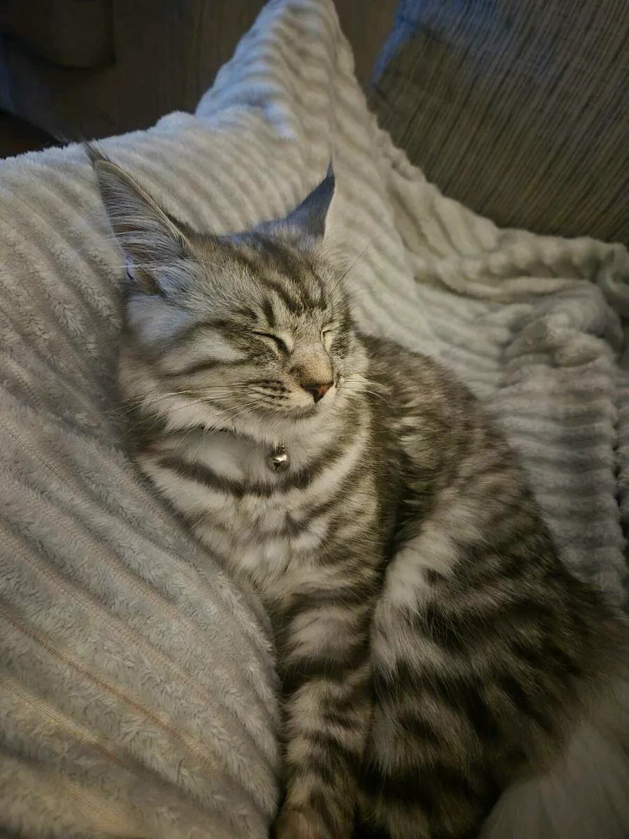 Maine coone / Ragdoll kitten Mix - Image 3