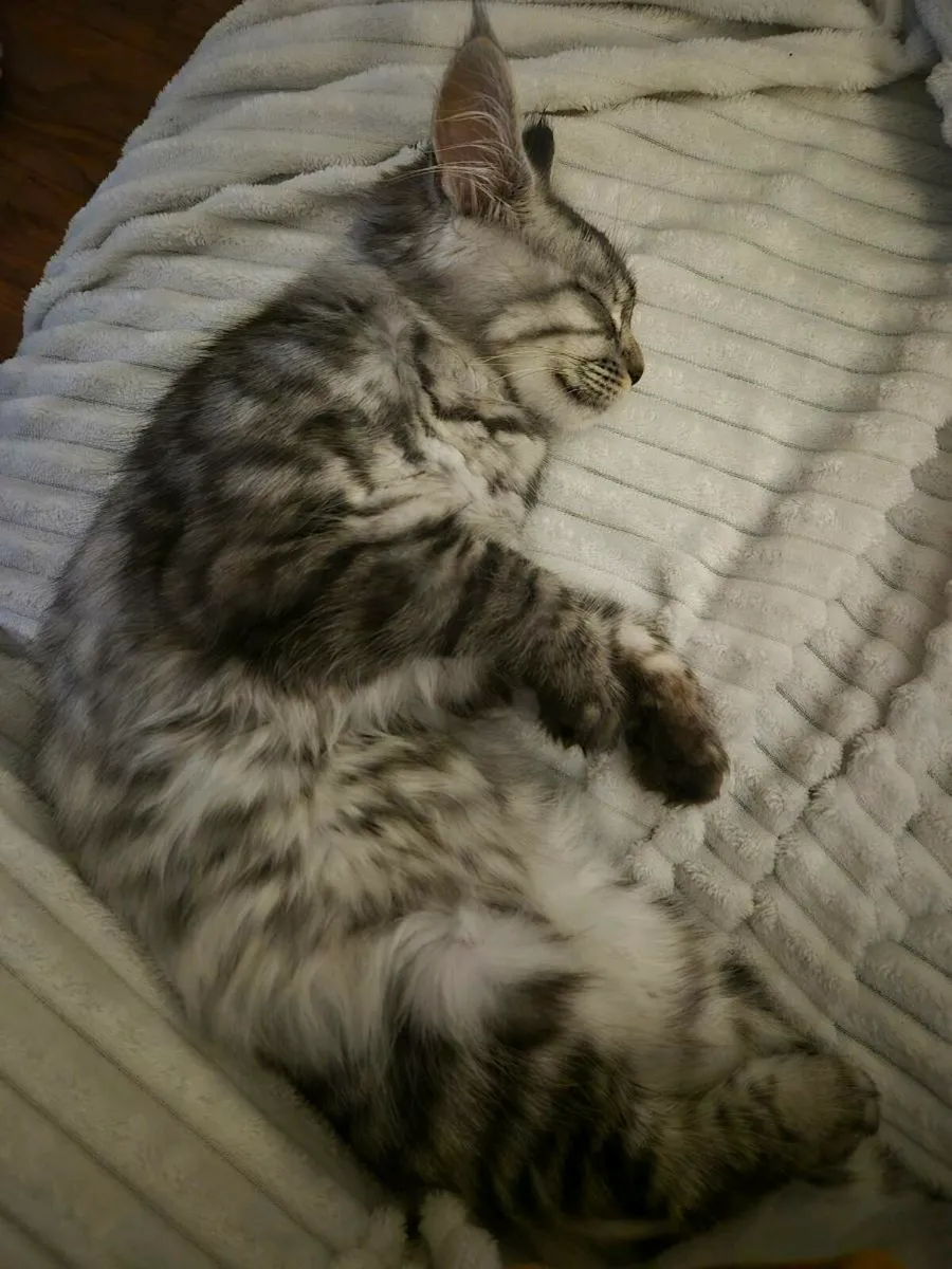 Maine coone / Ragdoll kitten Mix - Image 4