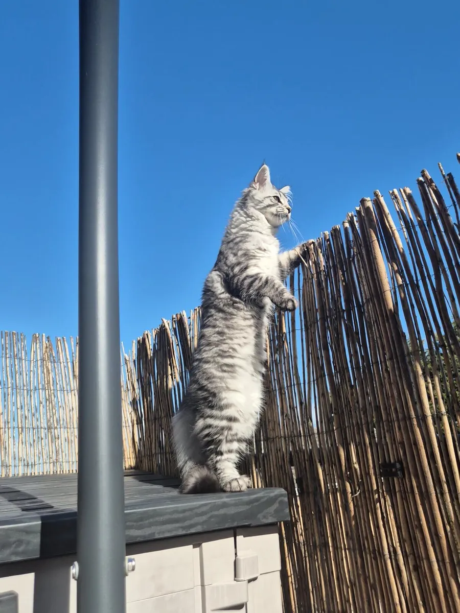 Maine coone / Ragdoll kitten Mix - Image 1
