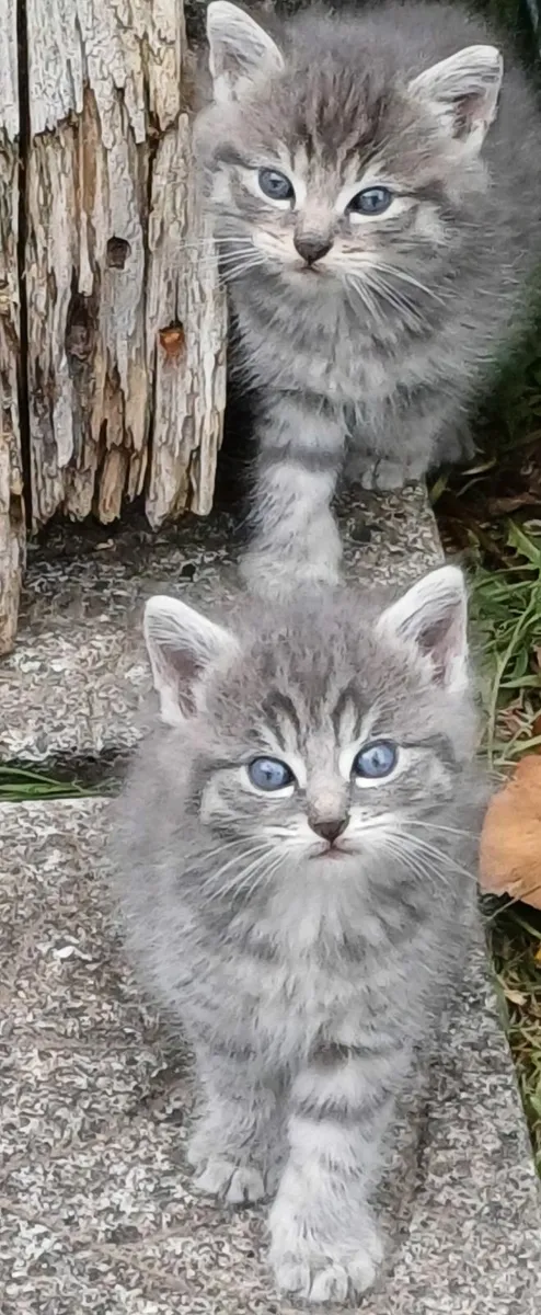 Beautiful Blue x Kittens - Image 2