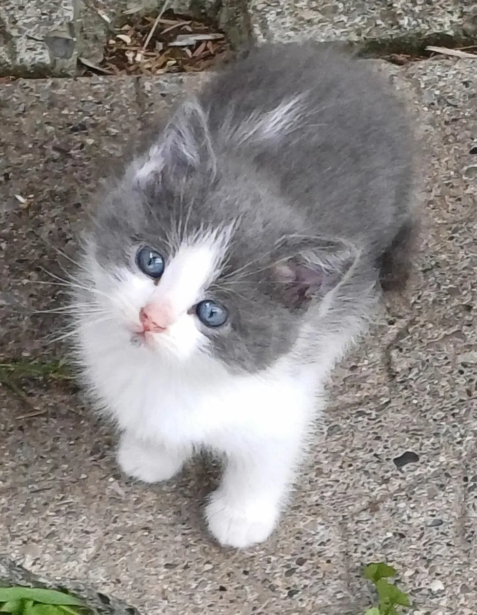 Beautiful Blue x Kittens - Image 3
