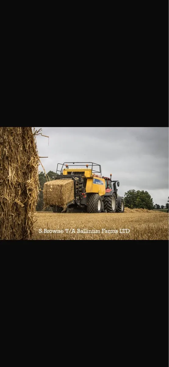 Wheat & Rye Straw Wanted - Image 3