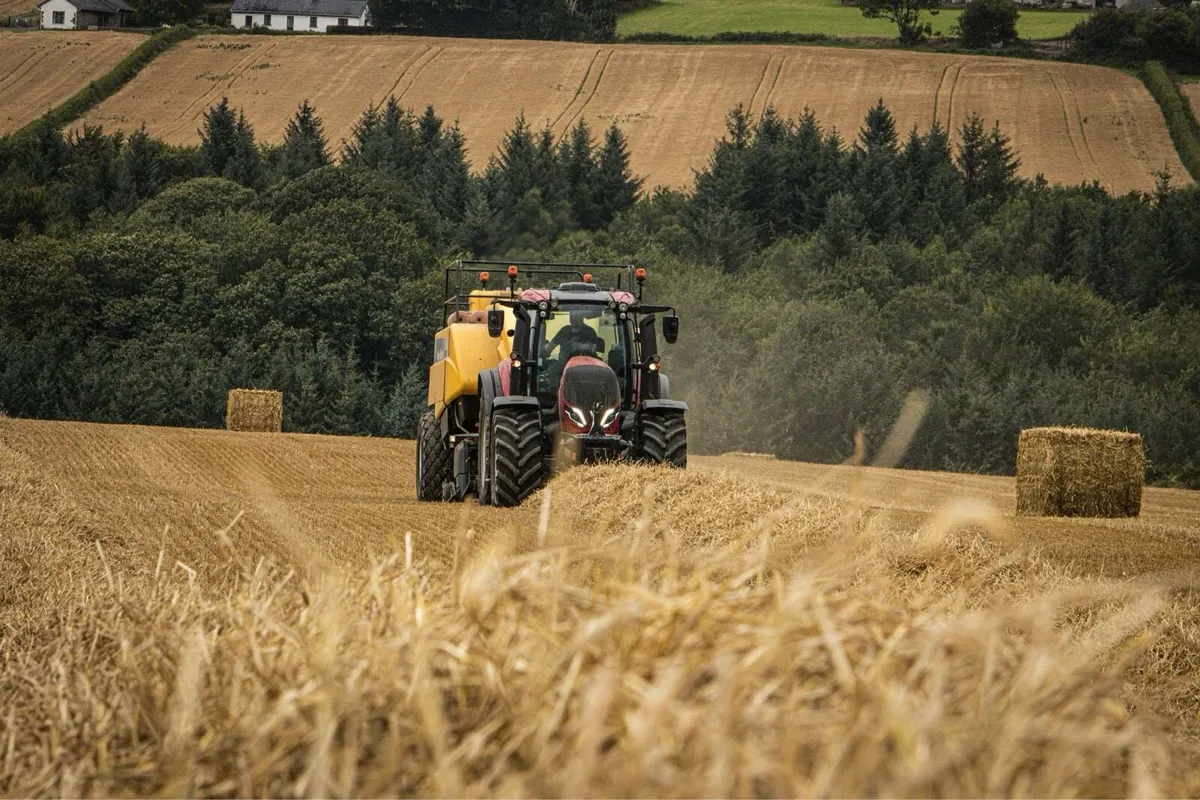 Wheat & Rye Straw Wanted - Image 1