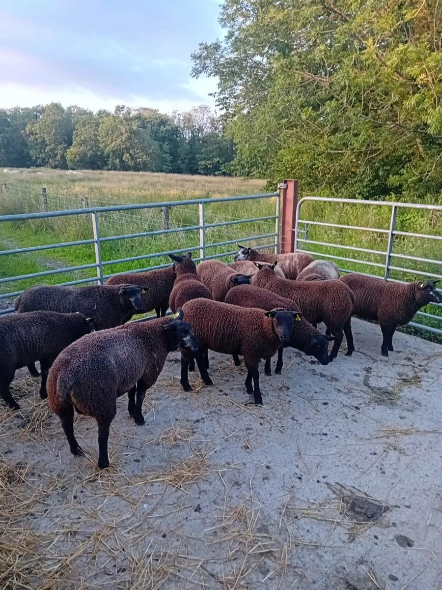 Lambs - Image 2
