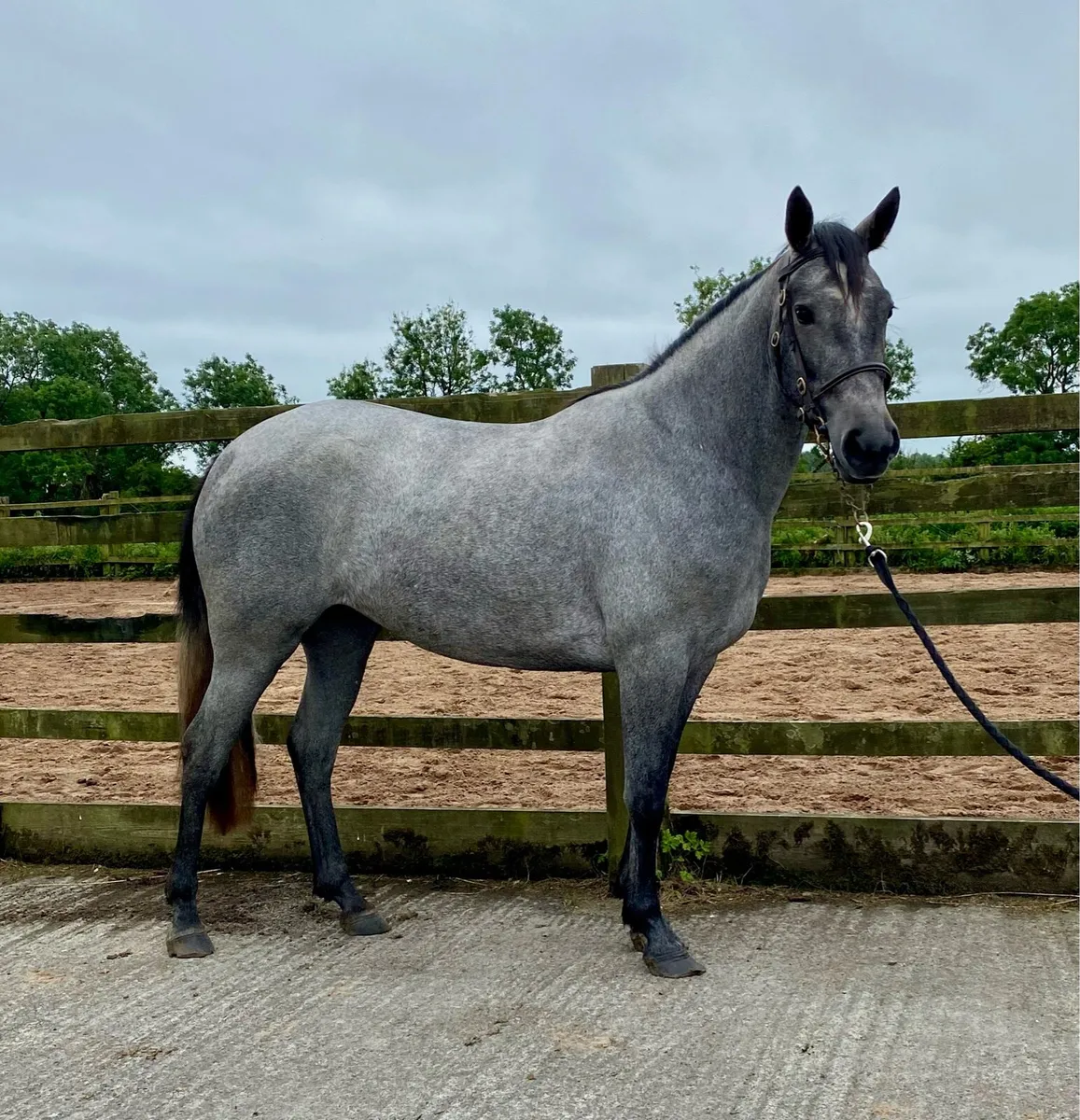 3 yr old Connie X Fillies - Image 2