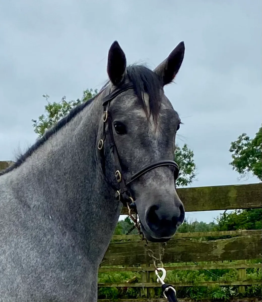 3 yr old Connie X Fillies - Image 3