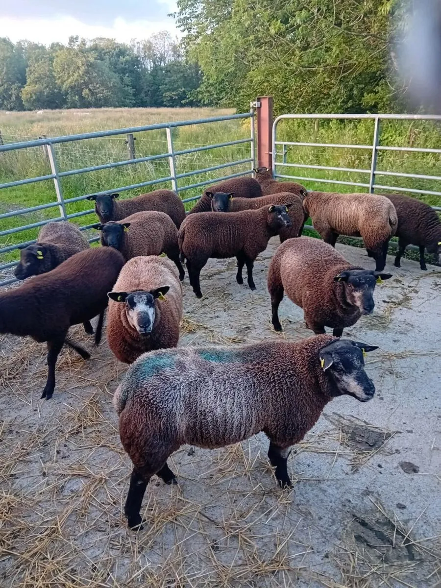 Lambs - Image 1