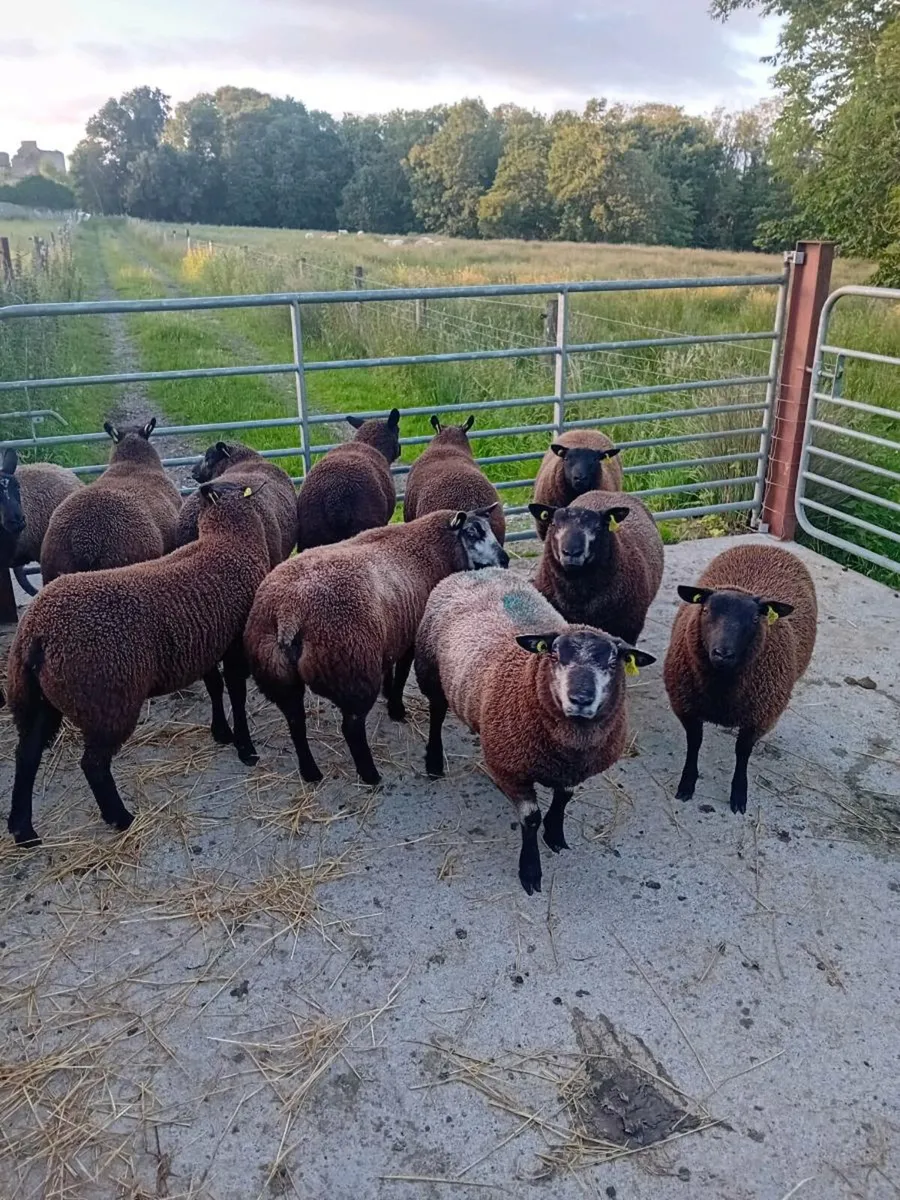 Lambs - Image 3