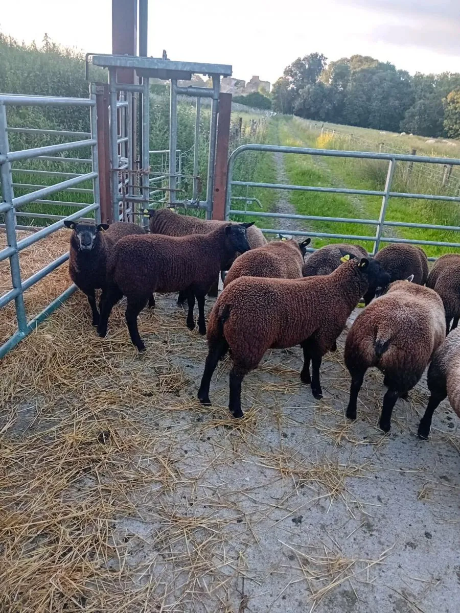 Lambs - Image 4