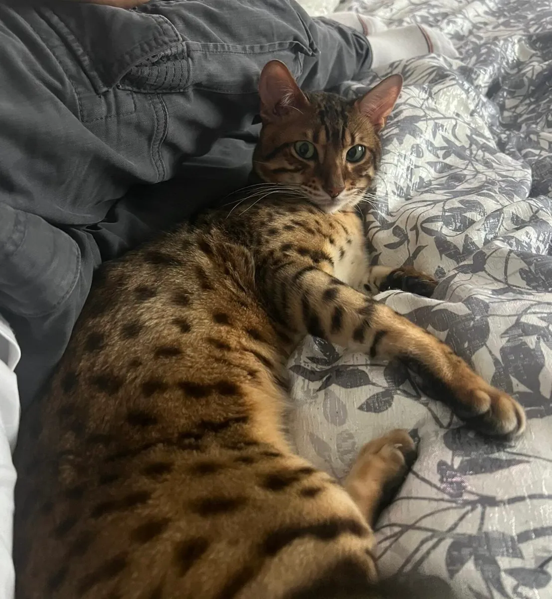 Savannah cat - Image 2