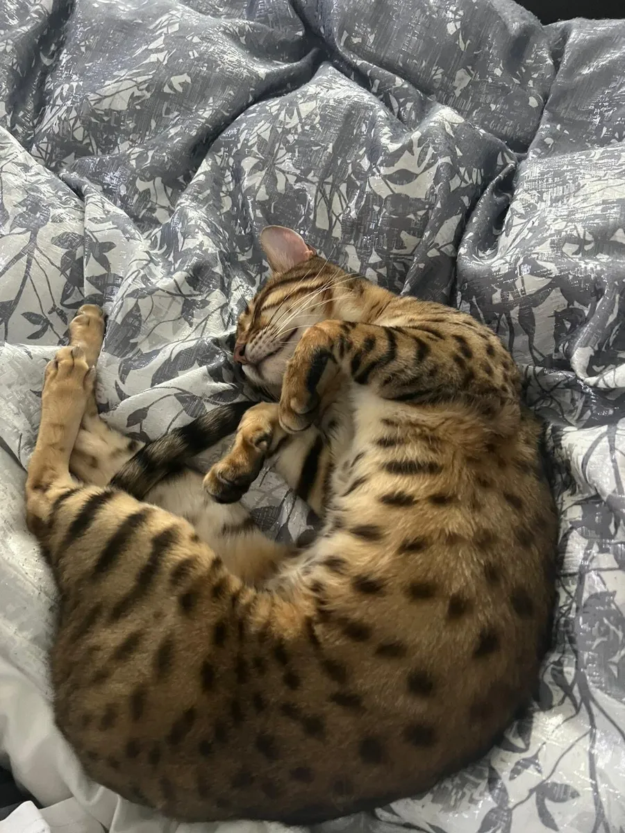 Savannah cat - Image 4