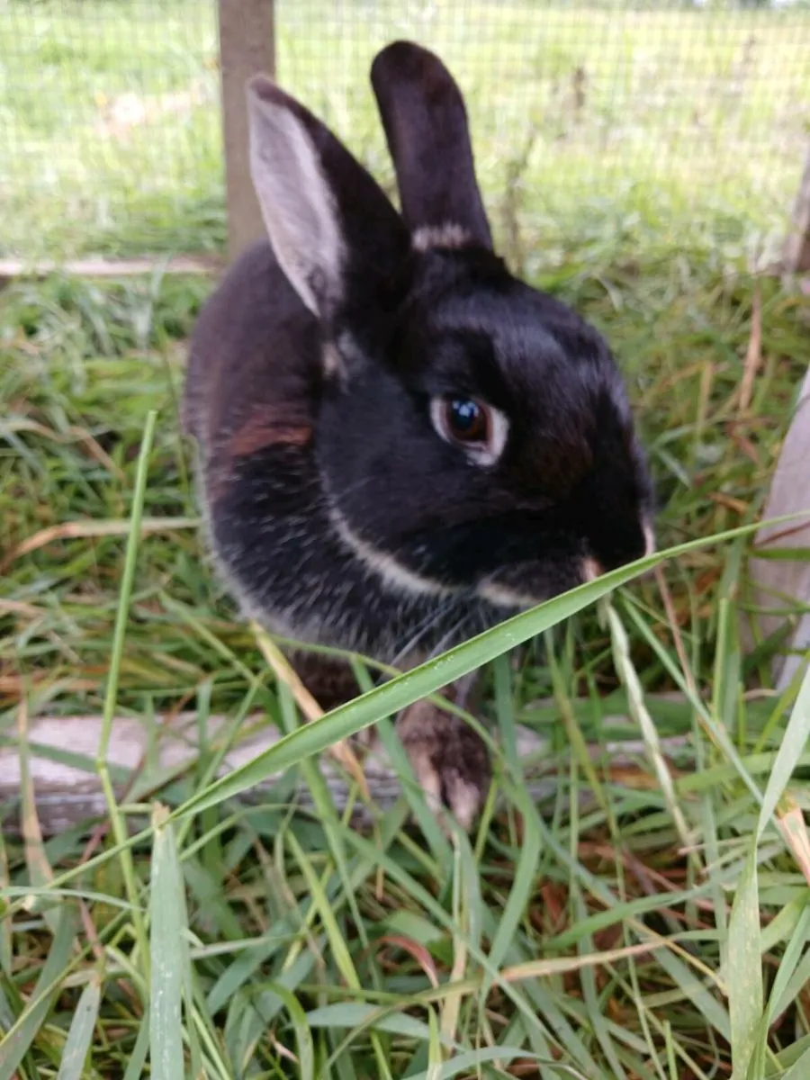 Rabbit - Image 1