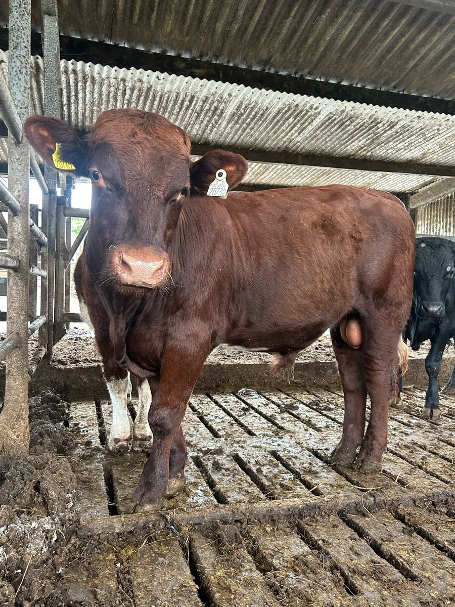 Pbr Shorthorn bull - Image 4