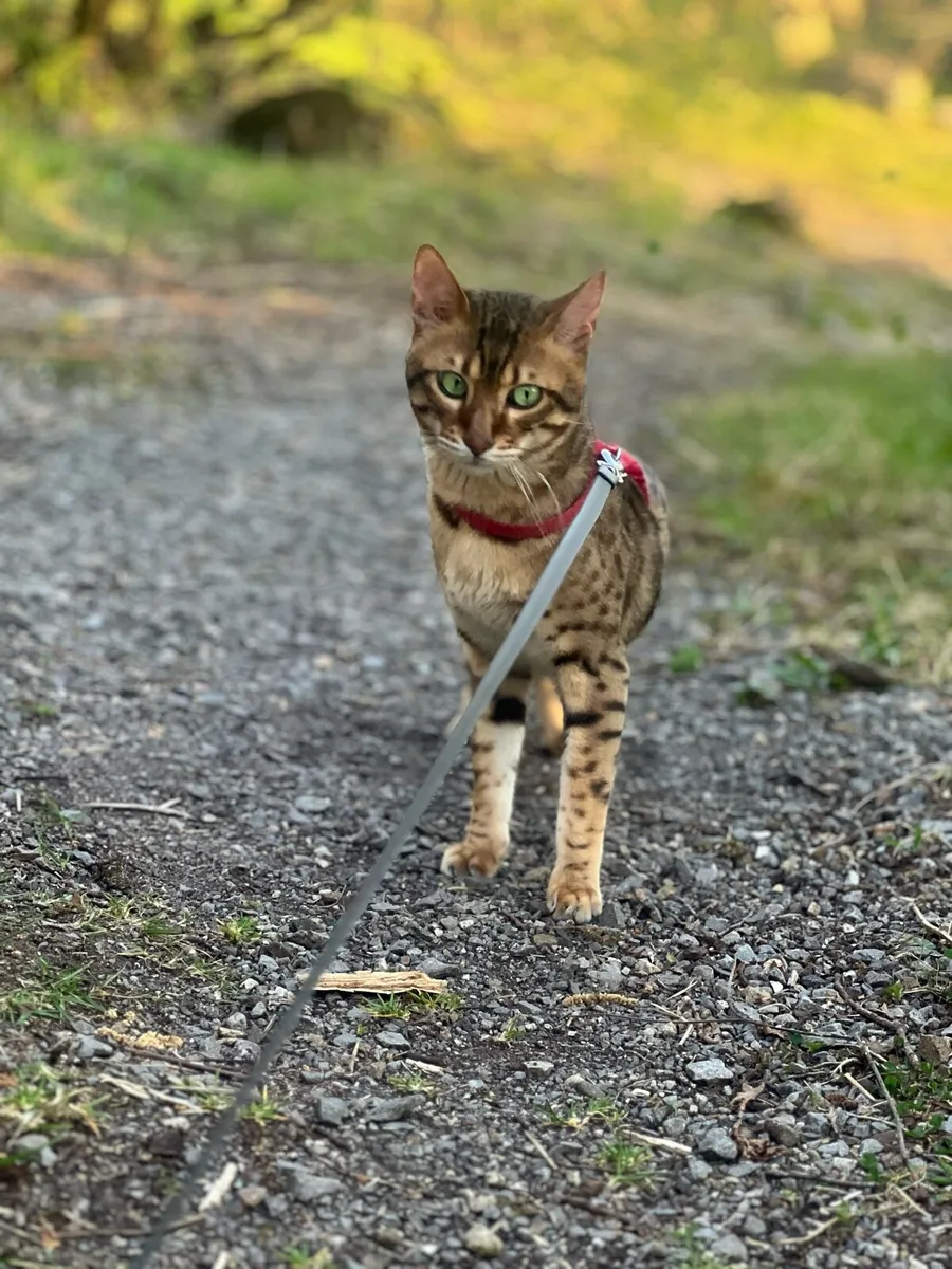 Savannah cat - Image 1
