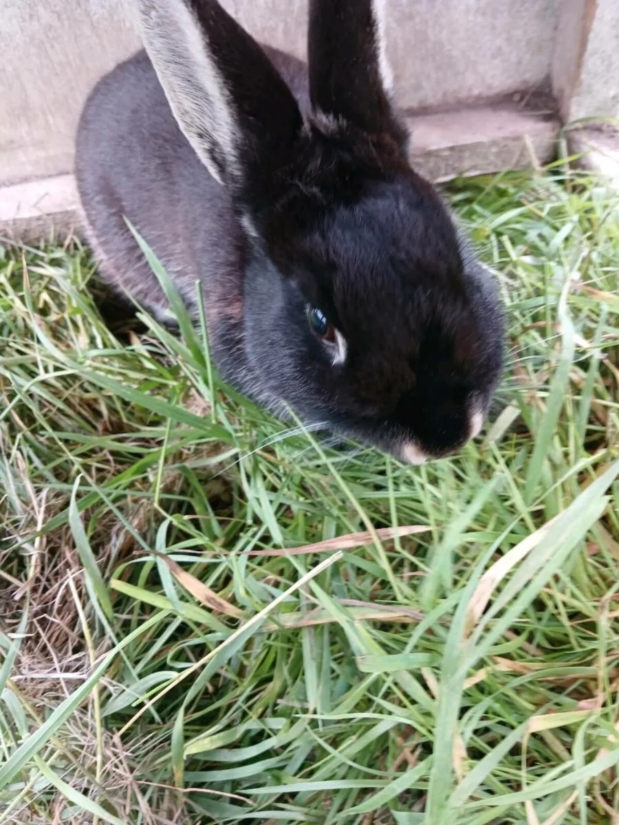 Rabbit - Image 3