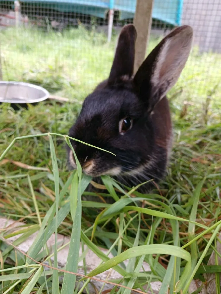 Rabbit - Image 4