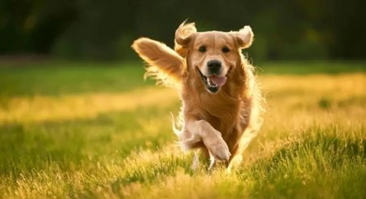 Discover DogStop.ie – Ireland’s #1 Dog Directory