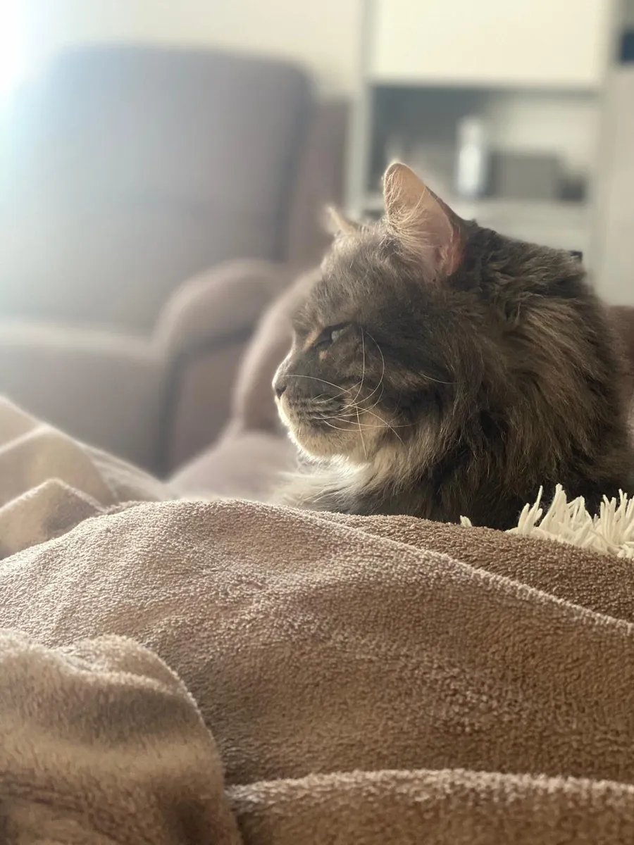 Maine coon - Image 1