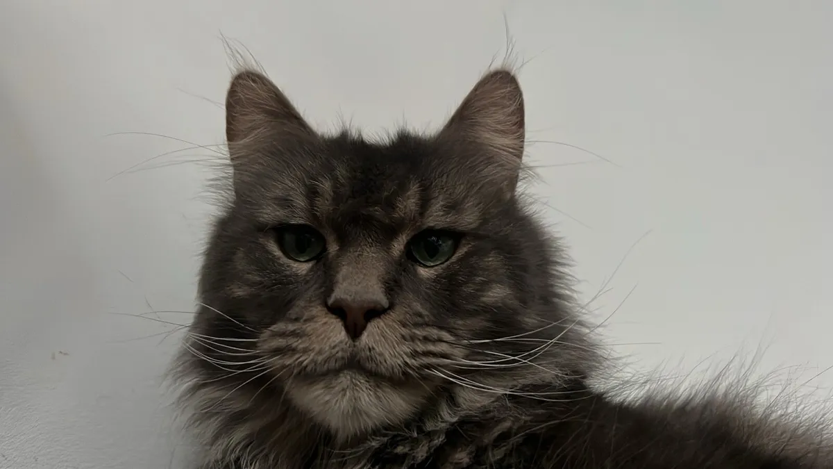 Maine coon - Image 2