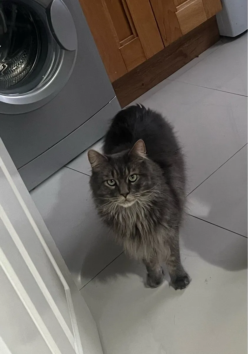 Maine coon - Image 3