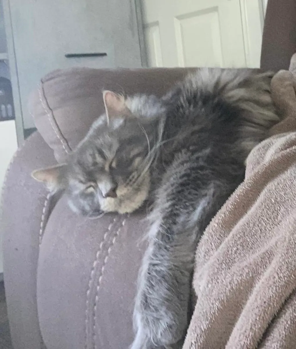 Maine coon - Image 4