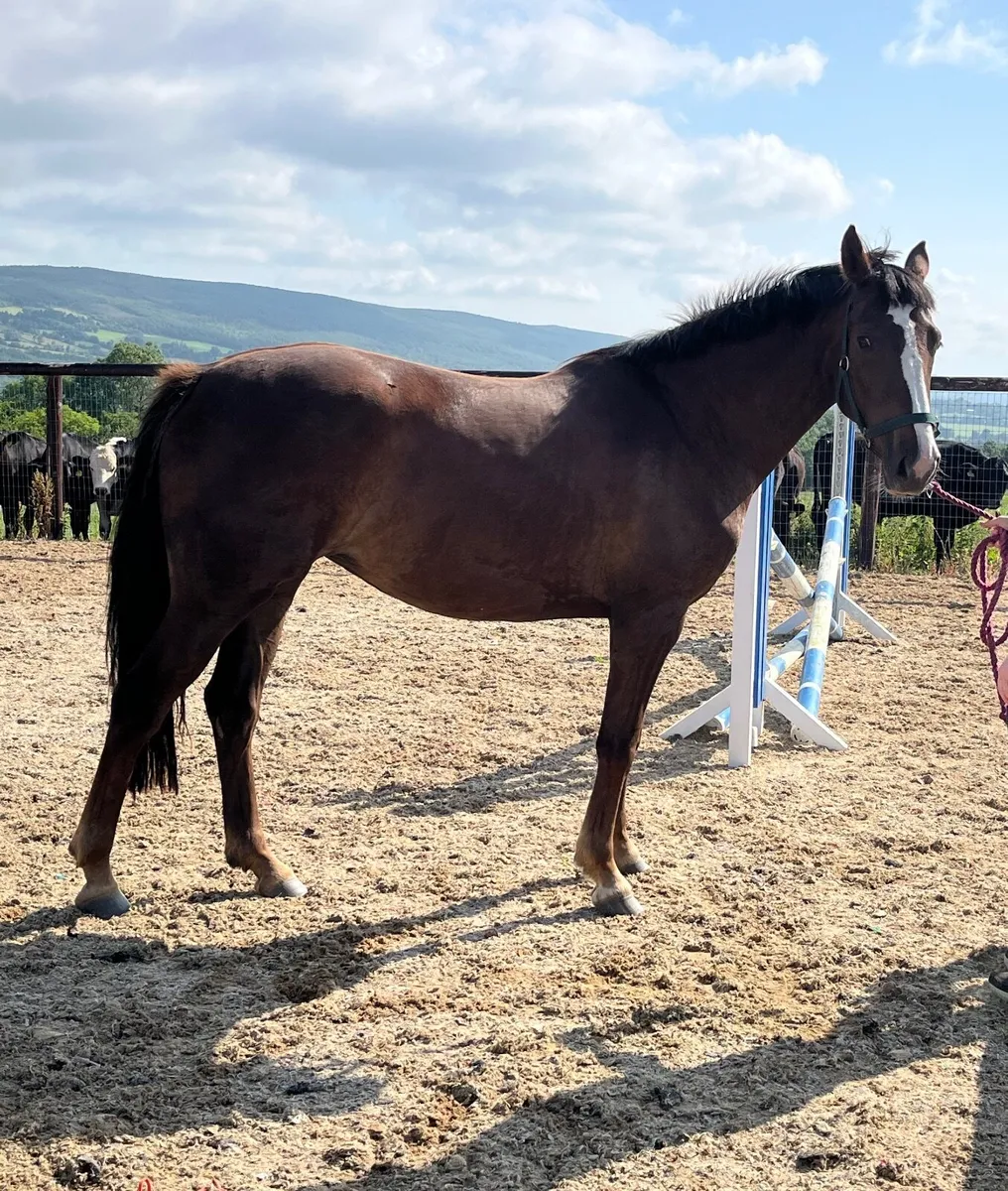 15.1 3 year old filly - Image 1