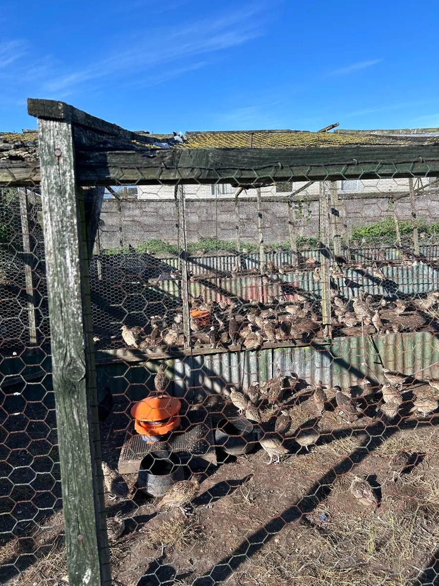 Pheasant polts and adults - Image 4