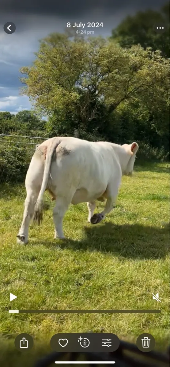 5* Purebred in calf Cow - Image 3
