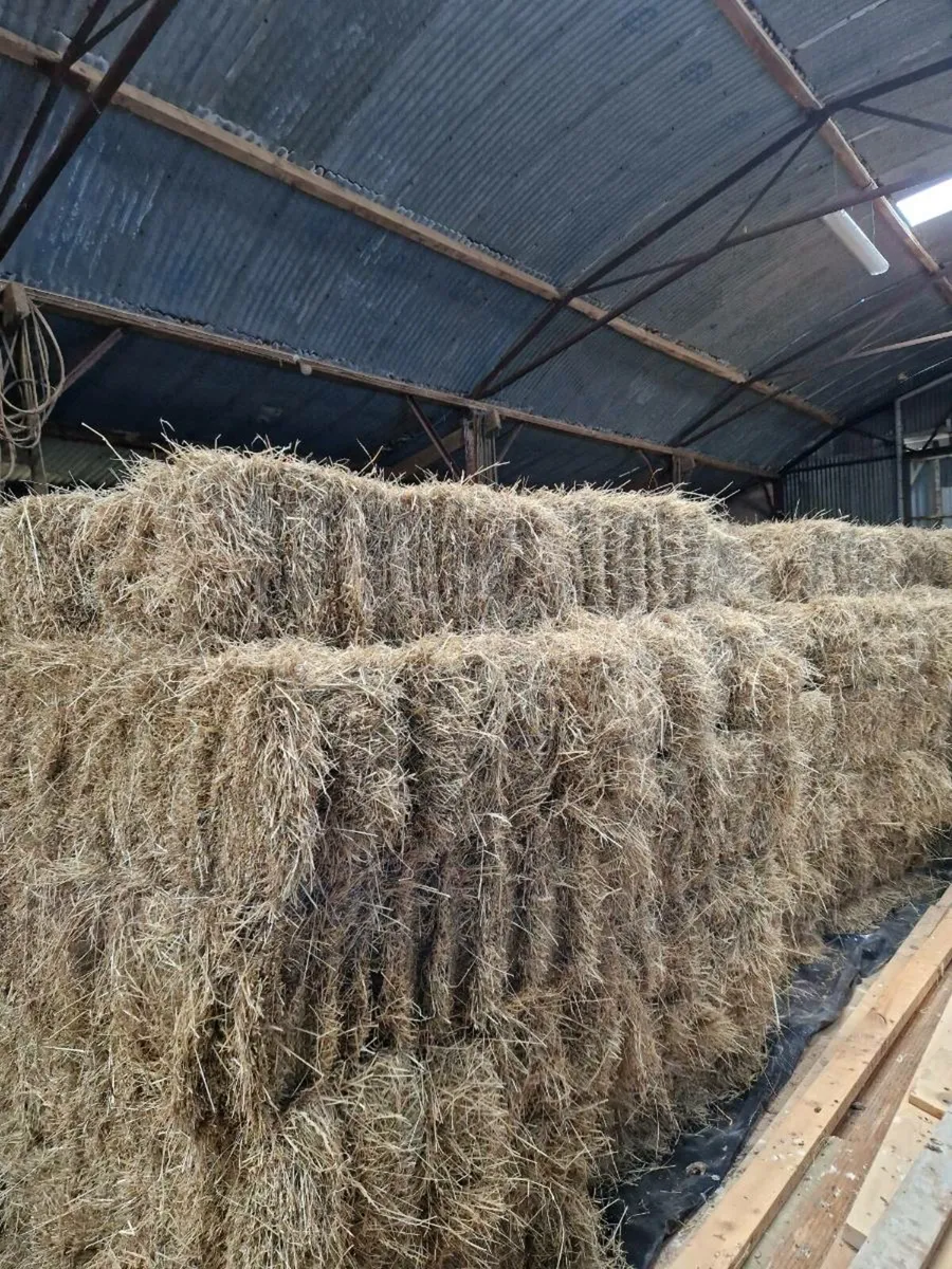 Small square bales of hay - Image 2