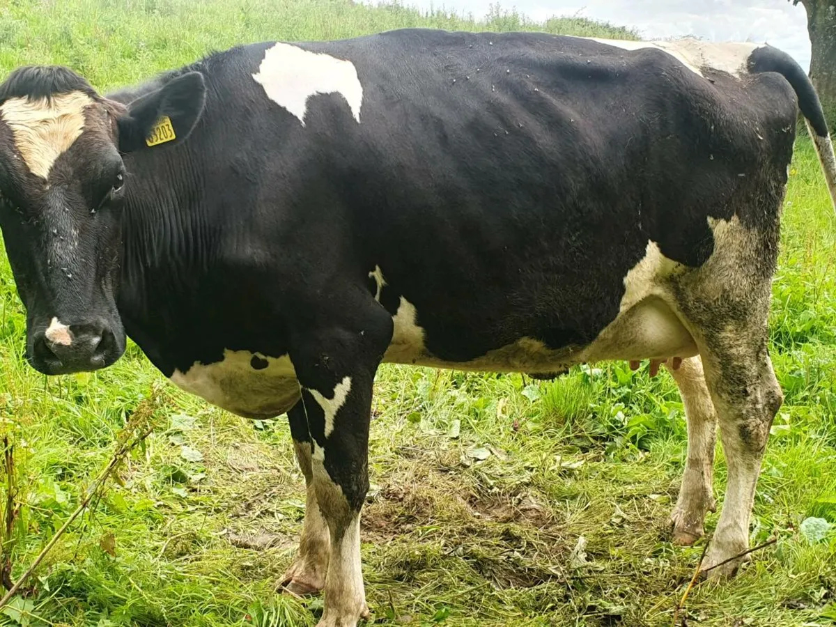 Calved heifer - Image 1