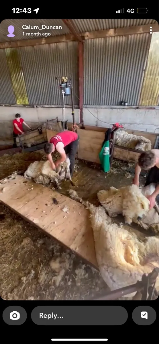 Sheep shearing - Image 1