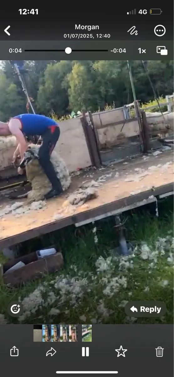 Sheep shearing - Image 2