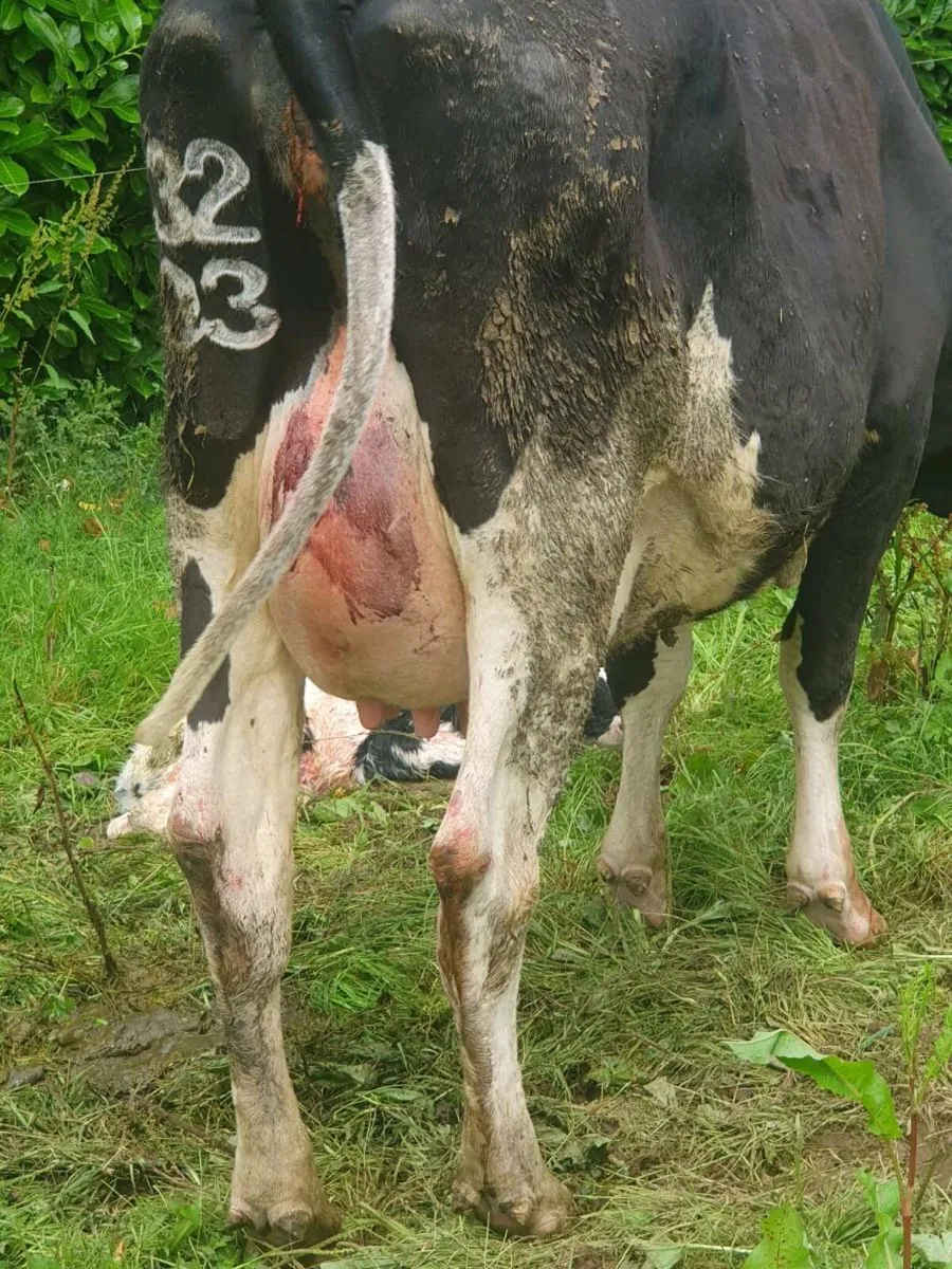 Calved heifer - Image 2