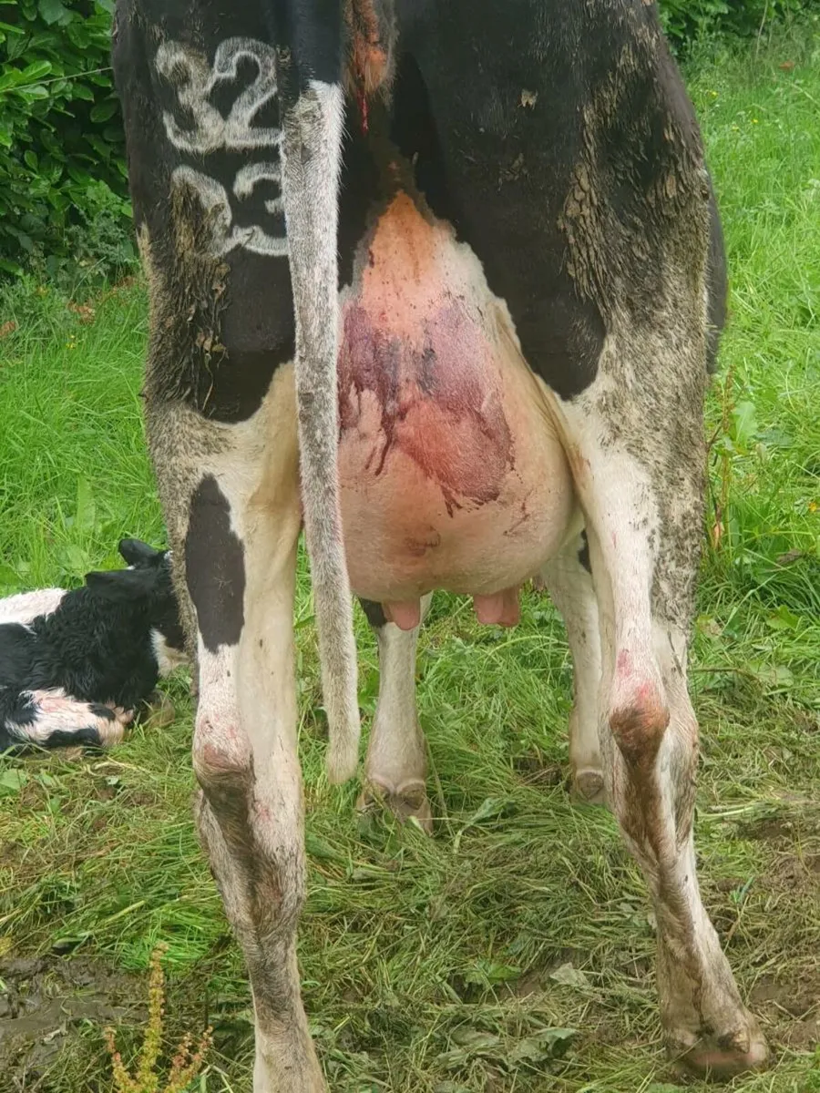 Calved heifer - Image 3