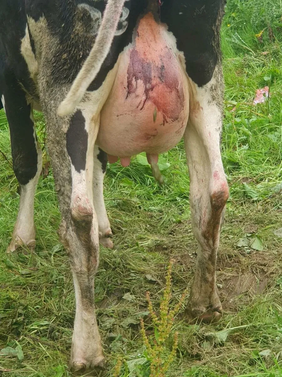 Calved heifer - Image 4